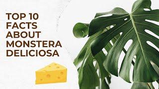 Top 10 Fascinating Facts About the Monstera Deliciosa