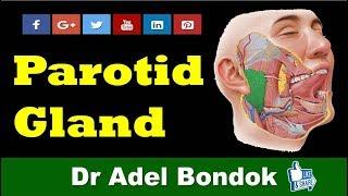 Anatomy of the Parotid Gland, Dr Adel Bondok Channel