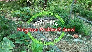 How We Deal With Nutgrass - Best Sustainable Solution - Permaculture Haven