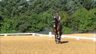 Top Dressage horse for sale