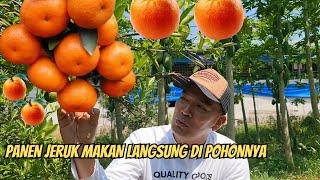 PANEN JERUK DAN MAKAN LANGSUNG DI POHONNYA