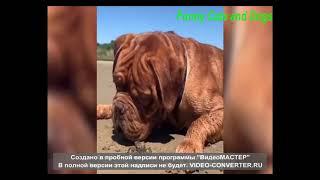 ПРИКОЛЫ С КОТАМИ  И СОБАКАМИ 2021 Смешные Кошки и Коты Funny Cats & Dogs