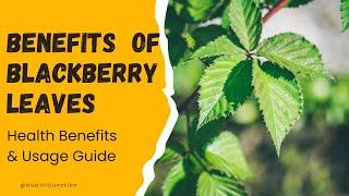 9 Incredible Health Benefits of Blackberry Leaves | How to Use