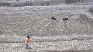 Aksiyon Dolu Muhteşem Domuz Avı / Awesome Boar Hunting with Action