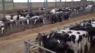 Supreme-International 1200T Diet Feeder in Action 1000+ Dairy Cows, Cornwall UK