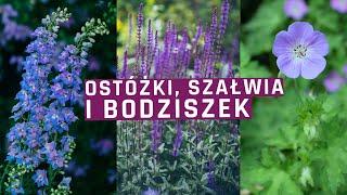 Szałwia , ostróżka , bodziszek Rozanne - 3 cudowne byliny do ogrodu!