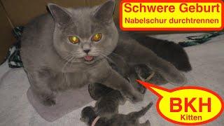 BKH Kitten Geburt mit Problemen/sweet Cat/cute Cat/sweet Kitten/Katzengeburt/Süße Kätzchen/funnycat