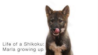 Life of a Shikoku: Marla Ikkyu growing up