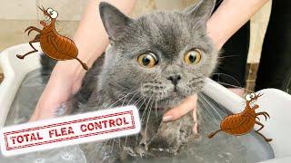 HOW TO GET RID OF FLEAS FAST, CHEAP AND EASY  LEARN SECRETS HOW TO TREAT YOUR CAT KITTEN AND HOME