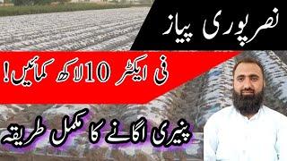 How to earn money from Nasar Puri Onion || Bilal Kanju Official