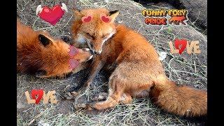 Red Fox Love is...