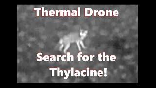 Thermal drone - Search for the Thylacine