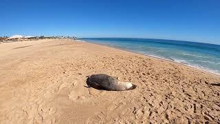 Seal on Back Beach, Bunbury, WA