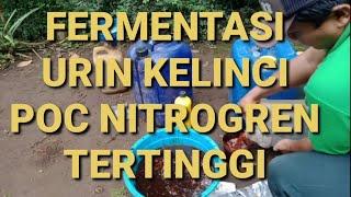 CARA FERMENTASI URIN KELINCI, PUPUK ORGANIK TERBAIK, UNSUR N TINGGI PENYUBUR TANAMAN MASA VEGETATIF