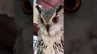 У всех свои Бабайки  #owl #сова #филин #марсианин #бабай #музейсовушек #филосовия