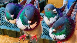 Amazing fancy pigeon varieties & Beautiful Fancy Pigeons: Best Breeds & Farm Footage Compilation 02