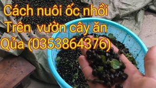 Ốc nhồi giống miền bắc # cách nuôi ốc nhồi  trên vườn cây ăn qủa tại hải dương (0353864376)