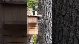Baby squirrel itching to leave nest
