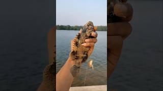 Big fish hunting on the river in Telugu.(mullet fish catching the easyway)#blogger#fishing #blogger