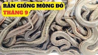 Rắn Mòng Đỏ Giống Tháng - 9/2023  – Trại Giống Đông Sơn