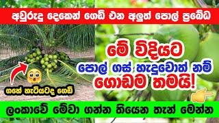 අවුරුදු දෙකෙන් ගෙඩි එන අලුත් පොල් ප්‍රබේධ | Coconut Sri Lanka 