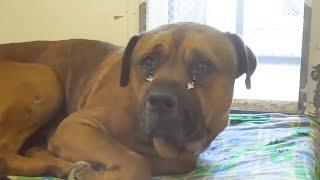Devastated Dog Starts Crying after Realizing He's Been Abandoned at a Shelter