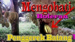 Cara mengobati boleran/penggerek batang durian