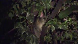 Brushtail possum making wierd noises