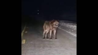 Il croise un loup énorme et féroce en pleine nuit sur la route... Terrifiant