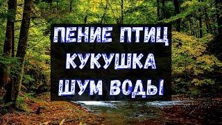 Звуки Природы для Сна  Кукушка  Звуки Леса  Пение Птиц в Лесу  Звук Воды  Nature Sounds