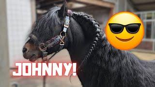 Angry Coralle Horses are weird! Johnny and more @Stal G | Friesian Horses