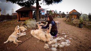 HOW MUCH WOOL IS THERE IN ONE ALABAI ? |  Combing the dogs |  Shedding Alabai |  DOGS || ALABAI |