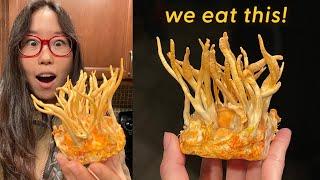 GROWING CORDYCEPS MUSHROOMS at Home! Episode 3