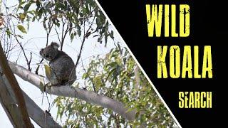 Australian Wildlife Photography | Wild Koalas