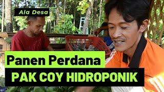 Panen Perdana PAK COY HIDROPONIK | Salamun Farm | Ala Desa