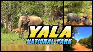 YALA NATIONAL PARK Safari - Sri Lanka (4k)
