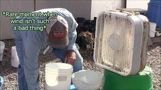 SEED CLEANING - EASY Method: Winnowing (Cleaning) Your Seeds