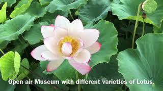 Rice field art| Lotus Museum| Japan| Summer time in Japan| Places to visit in Japan part 2| #nature