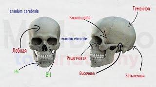 Череп #1: Лобная и клиновидная кости