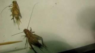 Breeding crickets: the difference between males and females