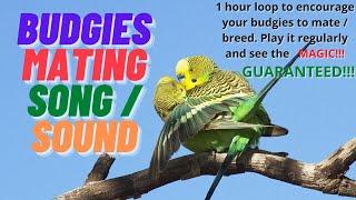 Budgie mating call, play 1 hour daily & encourage your budgies to mate. See the magic!!