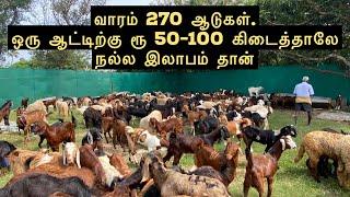 ஆடு வளர்க்கவில்லை. விற்பனை மட்டும் செய்கிறேன் | Goats in Chennai
