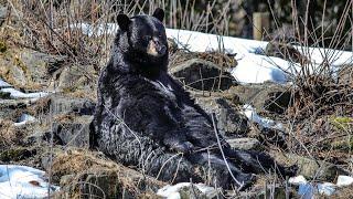 Genie, the resident black bear at the Ecomuseum, is awake and ready for spring