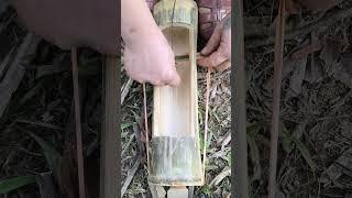 rudimentary trap #primitive #survivalskills #primitivesurvivalskills #survival