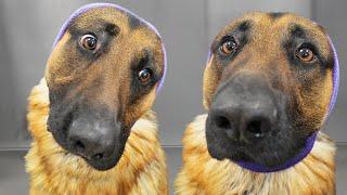 German Shepherd thinks he's dying at the grooming salon