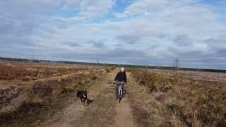 Faire du vélo avec son chien, Cani VTT sans laisse  elle a 10 ans elle peut pas tirée