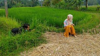 INTIP GADIS DESA CANTIK DI SAWAH  - gadis desa kita