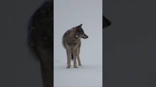 Wolf on frozen lake in Canada #Wolf #Canada #nature #wildlife #rare #aurora #forest #winter #animals