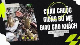 Giao Chẫu Chuộc Giống Bố Mẹ Cho Khách Hàng Tại Yên Định | Trại Giống Đông Sơn