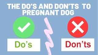 THE DO’S AND DON’TS TO PREGNANT DOG | EXPLAINED WHY!